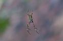 Nephila_plumipes_D5257_Z_91_Alexandra hills Brisbane_Australie
